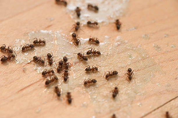 Best Local Pest Control Services  in Port Orange, FL