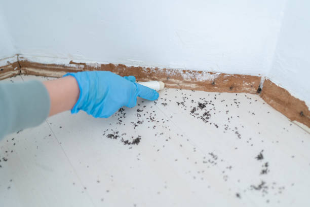 Best Flea Control Services  in Port Orange, FL